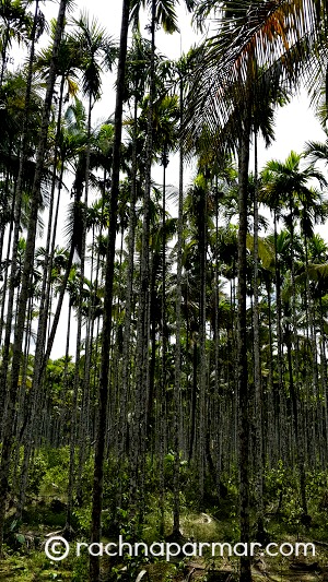 wayanad2
