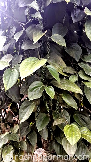 wayanad3