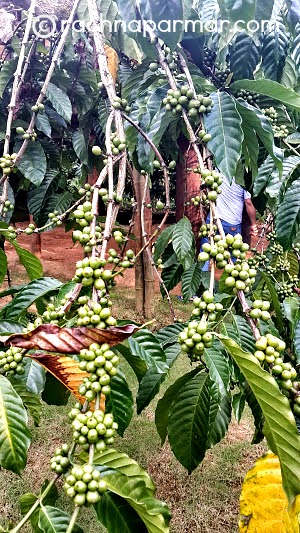 wayanad4
