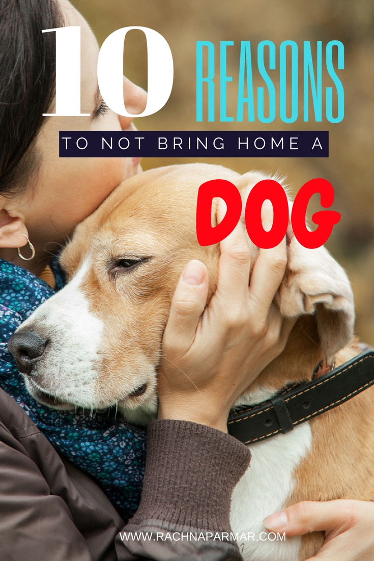 Get Dog Neutered For Free Uk Get Dog Neutered For Free Uk