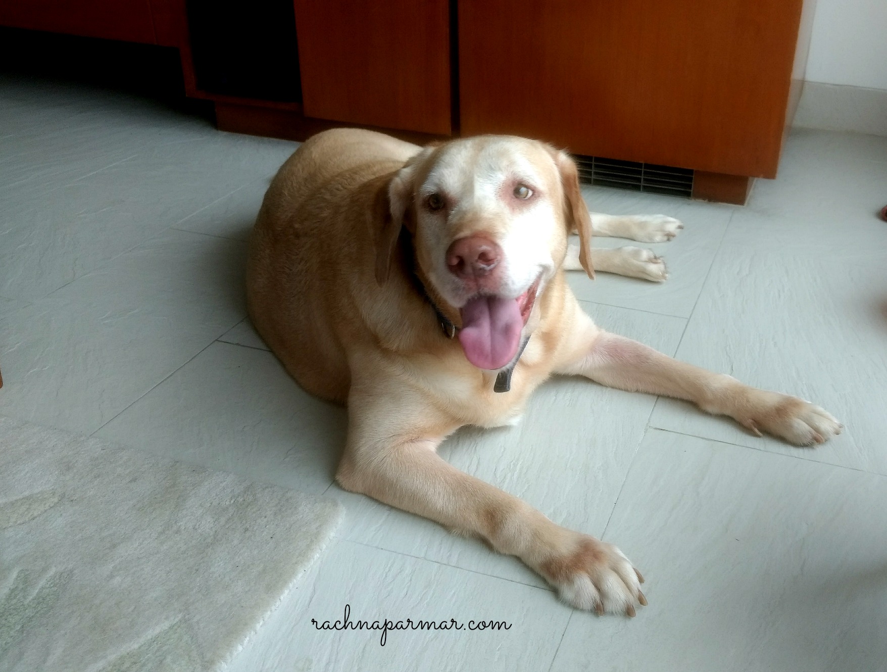 Pet Archives Rachna Says pin-by-melissa-compton-on-dog-training-dog-ages-aging-in-humans-dog