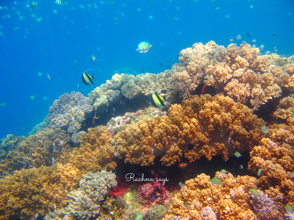 snorkeling north bay andaman